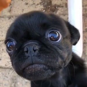 Meet your Posher, Maggie